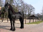 Cavalo bonito preto égua friesian