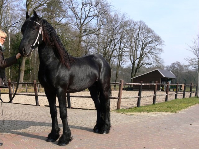 Foto 1 - Cavalo bonito preto gua friesian