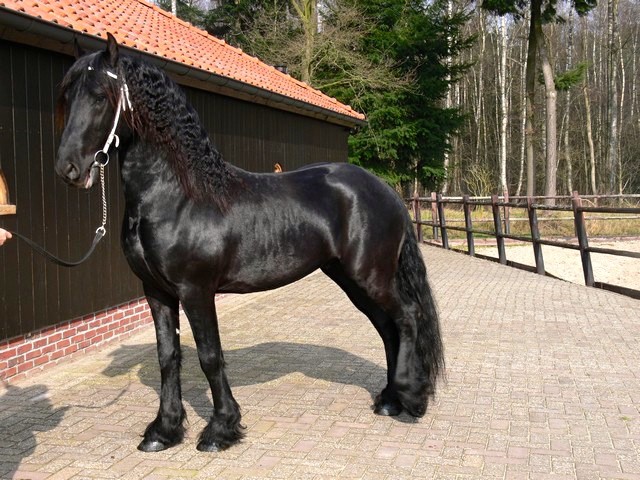 Foto 2 - Cavalo bonito preto gua friesian